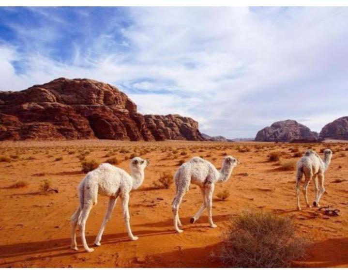 Star Magic Camp Hotell Wadi Rum Exteriör bild